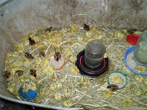 Продаю перепелов, инкубационное яйцо (Донецк, Украина) Bru09