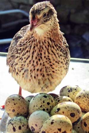 Перепелка с перепелиными яйцами