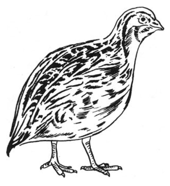 European migratory quail (Cotumix cotumix cotumix)