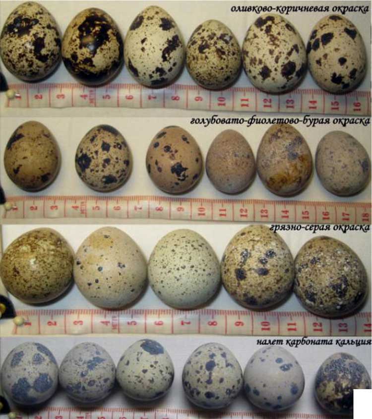 Морфометрия и вариативность окраски перепелиных яиц