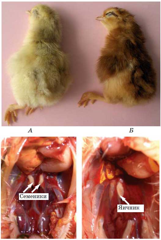 Окраска самца (А) и самки (Б), характерная для популяции «Слобожанский». Внизу представлено типичное развитие семенников и яичника у кур в суточном возрасте