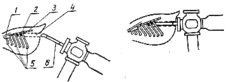 Схема введения рабочей части "чик-тестера" в прямую кишку цыпленка