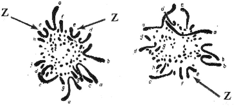Кариотип суточного петушка (слева) и курочки (справа) е — Z-хромосома