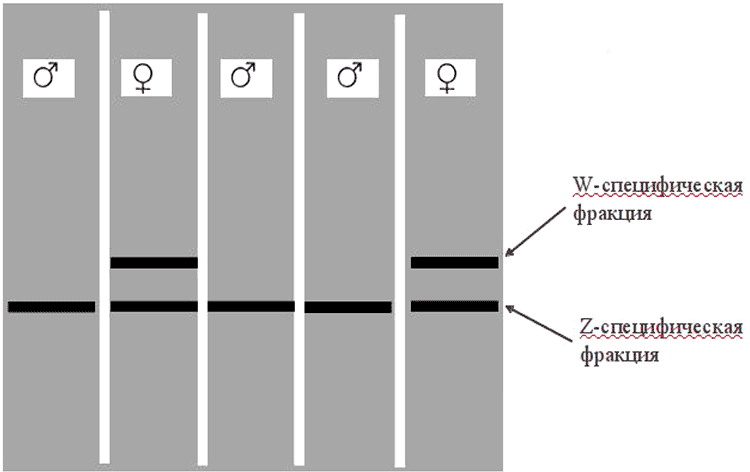 Типичная электрофоретическая картина продуктов полимеразной цепной реакции ДНК эмбрионов мужского и женского полов