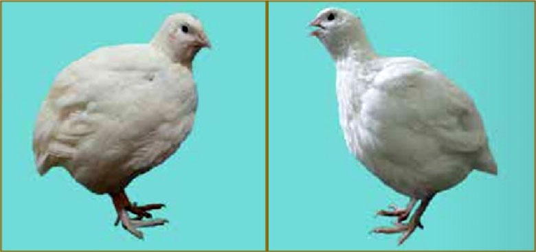 Рис. 2. Порода перепелов радонежские слева самец, справа самка
