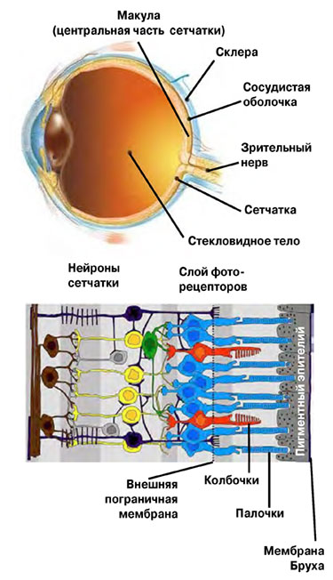 Сетчатка, расположенная на задней стороне глазного яблока, состоит из нескольких слоев