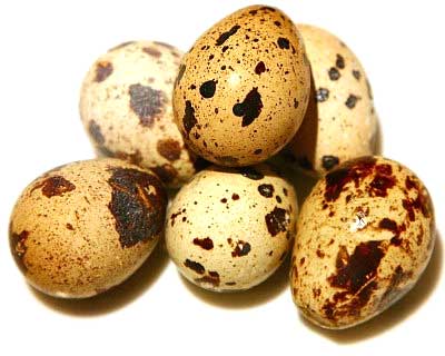 инкубационные перепелиные яйца